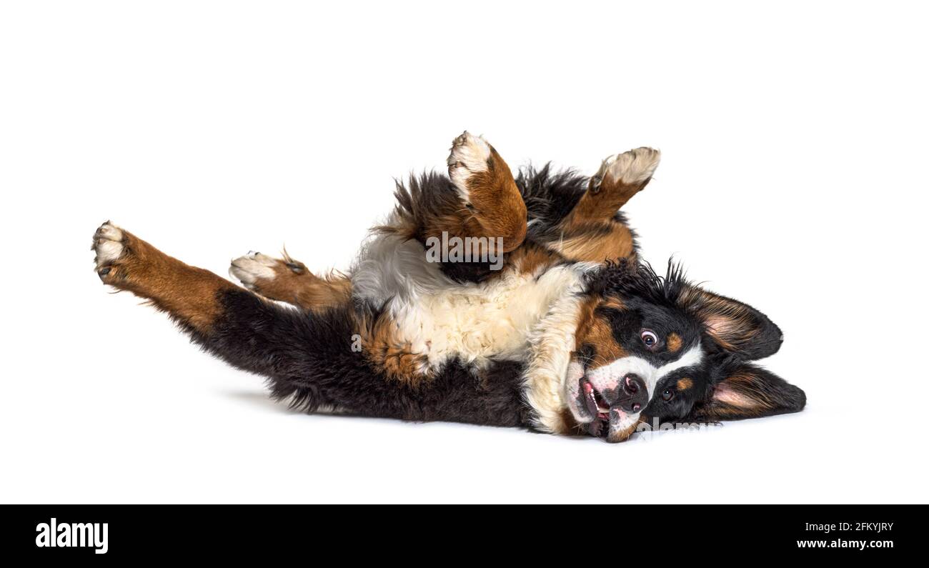 Crazy bernese monutain dog lying on its back, isolated Stock Photo