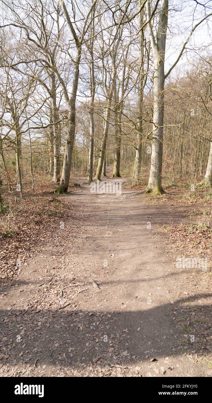 Path through beech tree woodland in spring morning blue sky Stock Photo