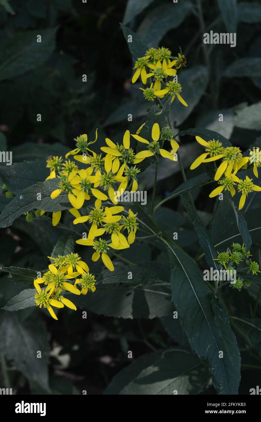 Native american wildflowers hi-res stock photography and images - Alamy
