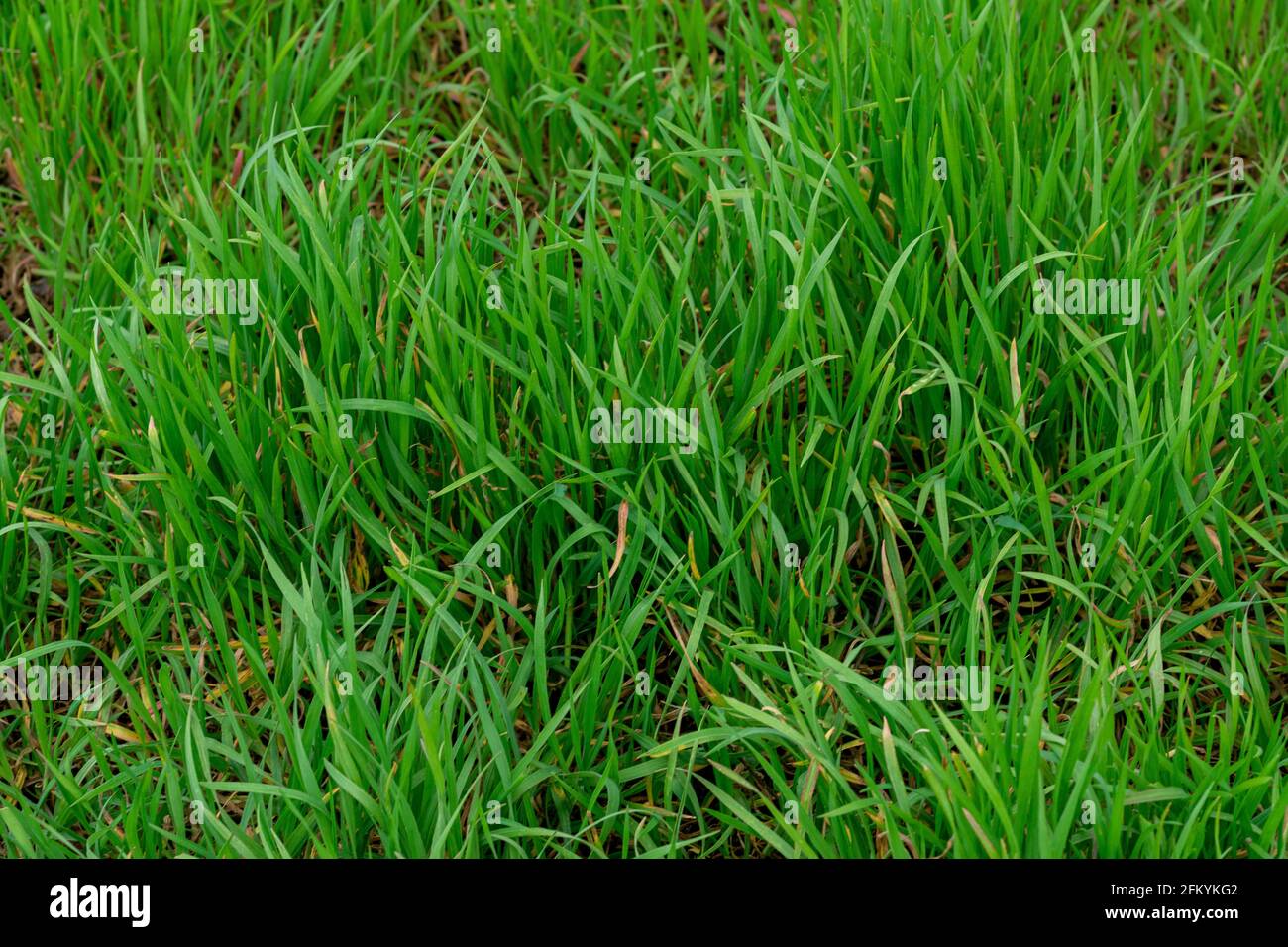 Closeup shot of green grass in the park - for backgrounds and textures ...
