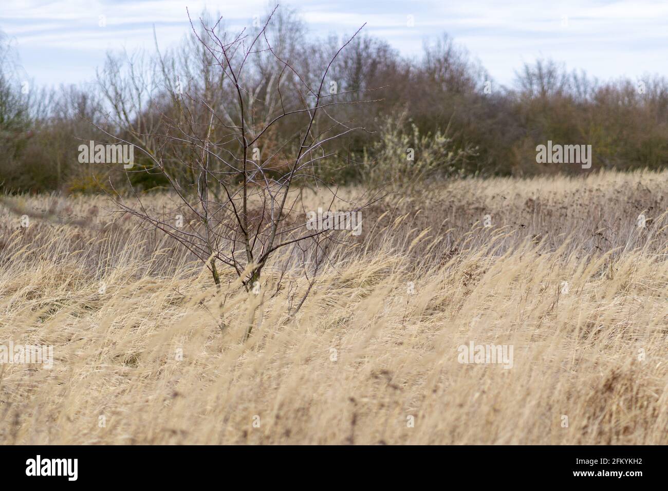 Rural dry field on a gloomy day with deciduous trees Stock Photo - Alamy