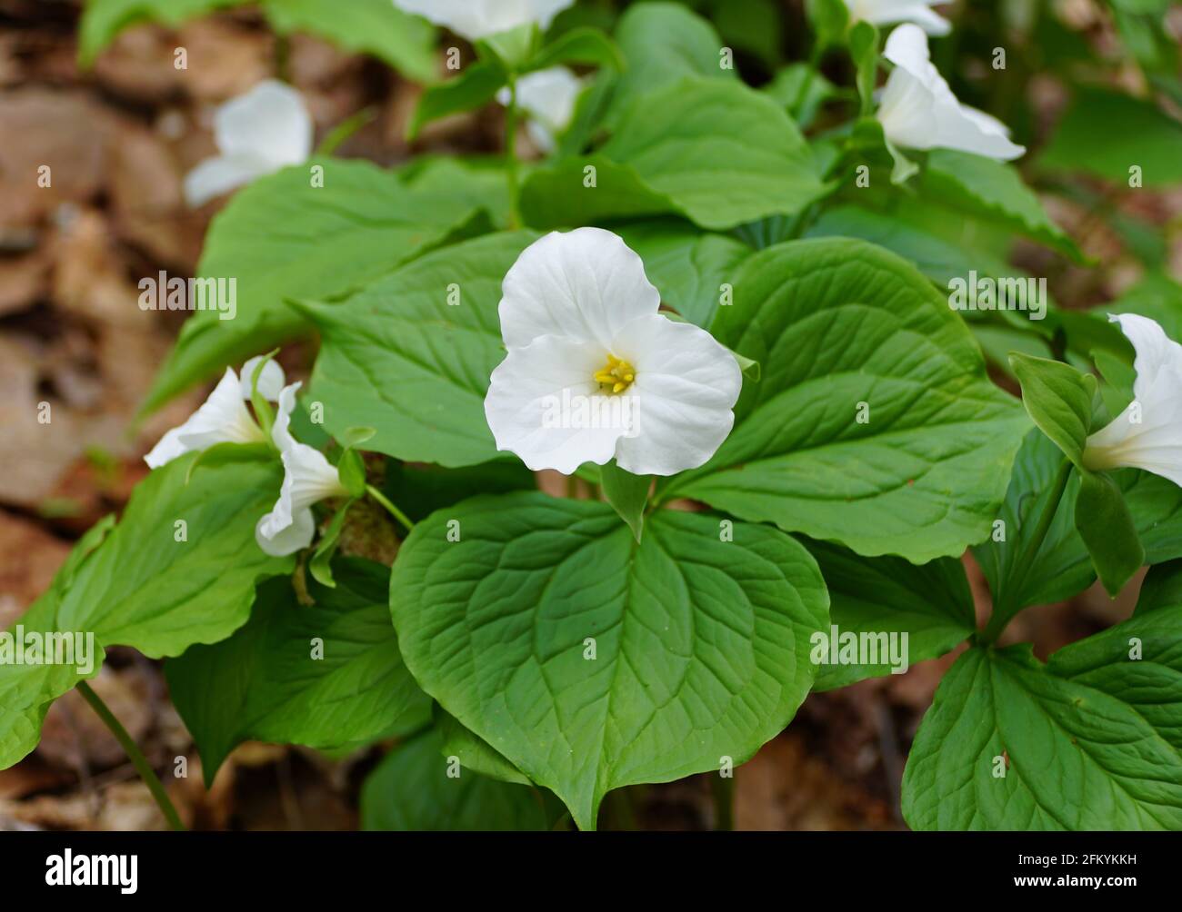 The white Showy Trillium flower at full bloom in the Spring Stock Photo