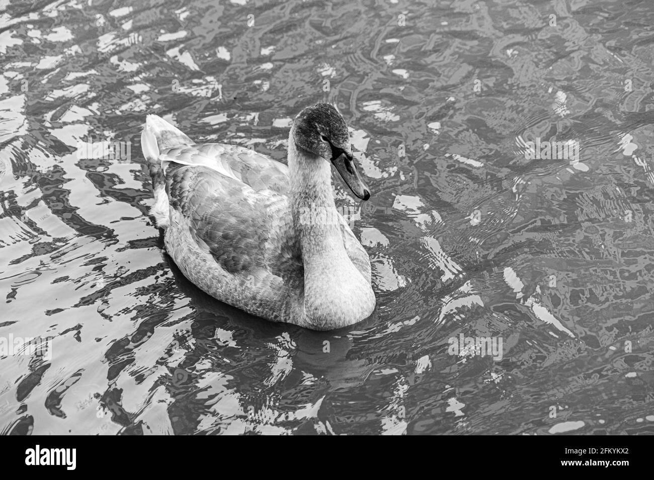 swans Black and White Stock Photos & Images Alamy