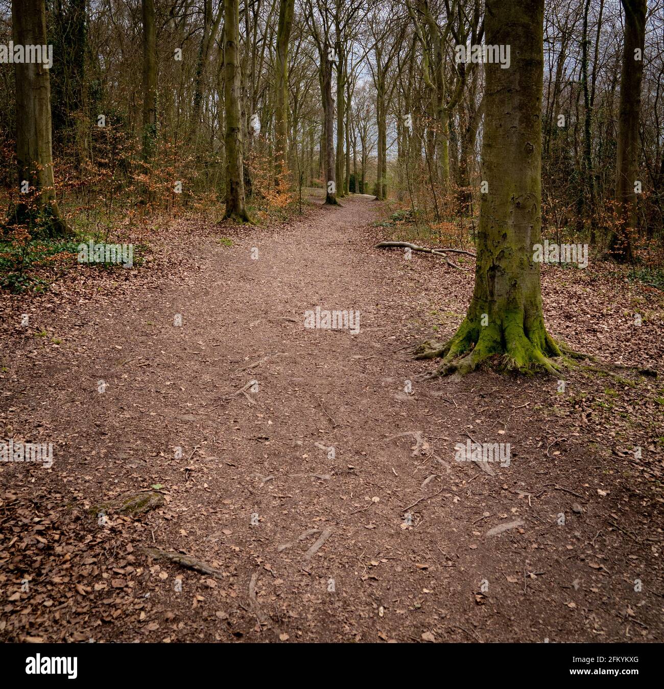 Beech trees in spring leaf hi-res stock photography and images - Alamy