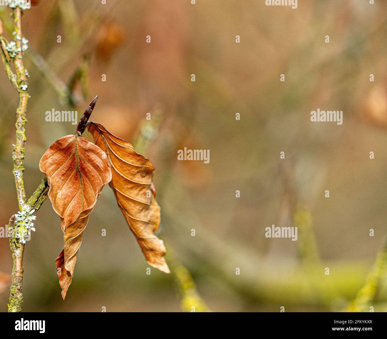 Red gold colours autumn leaves hi-res stock photography and images - Alamy