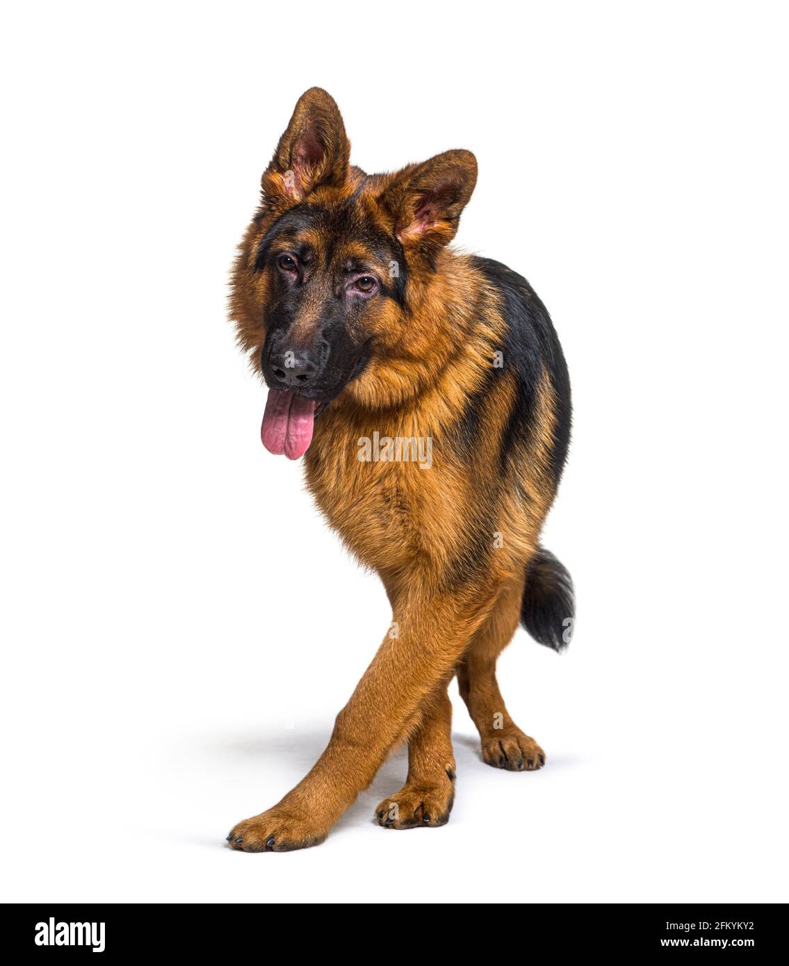 Panting german shepherd walking to the camera, isolated Stock Photo