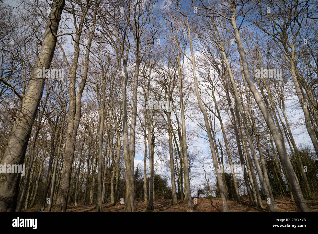 View through beech tree forest against blue sky for natural layer nature texture backdrop wallpaper showing tree truck, branches and twigs Silhouetted Stock Photo