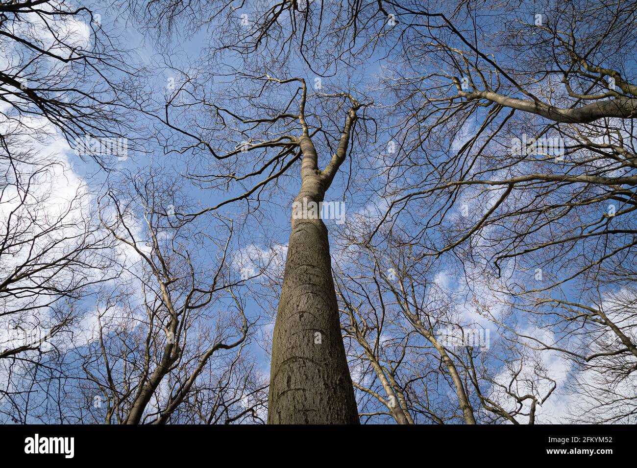 Up Tree view of beech tree against blue sky for natural layer nature texture backdrop wallpaper showing branches and twigs Silhouetted against bright Stock Photo