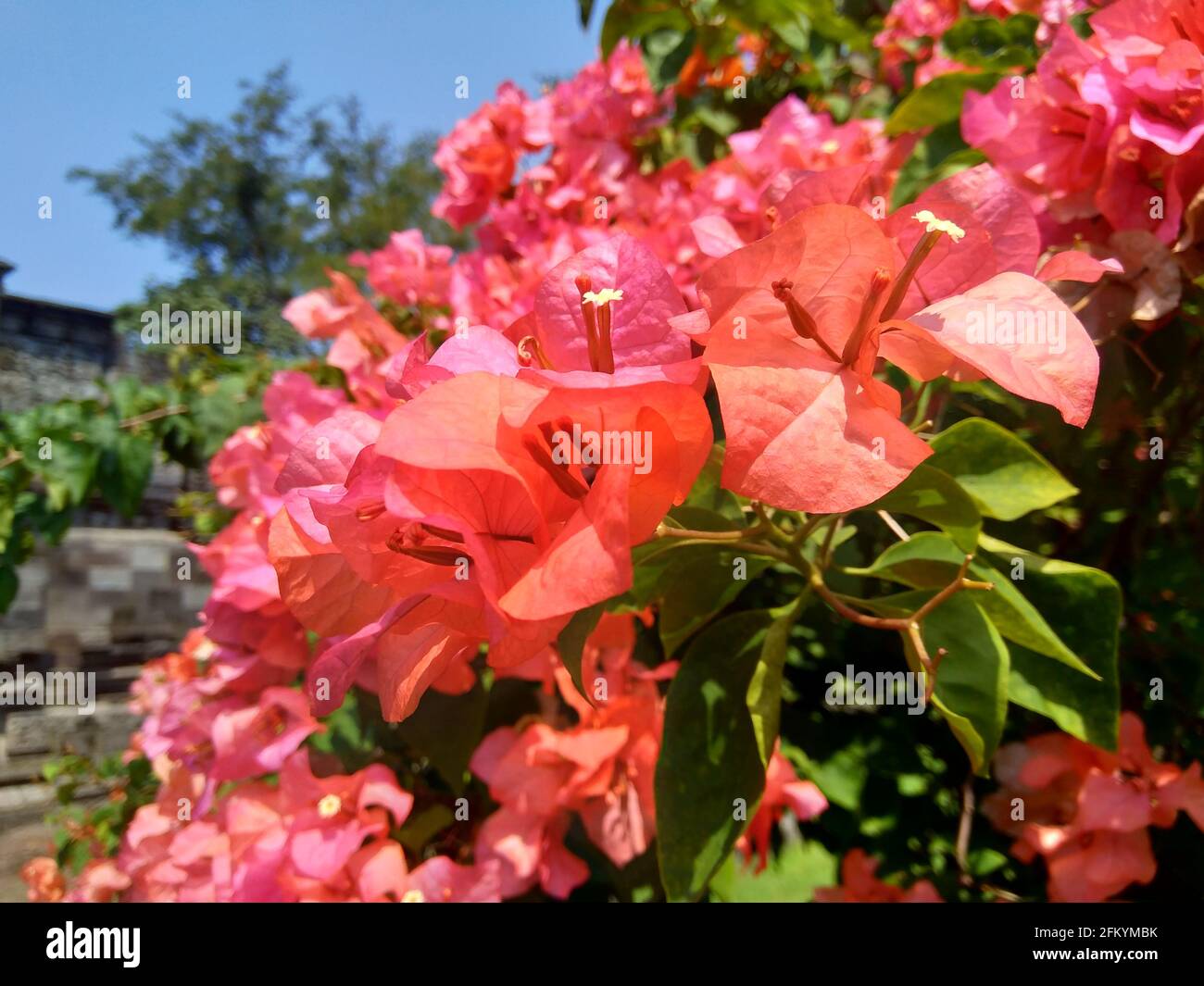 The exotic bougainvillea flower in nature Stock Photo Alamy