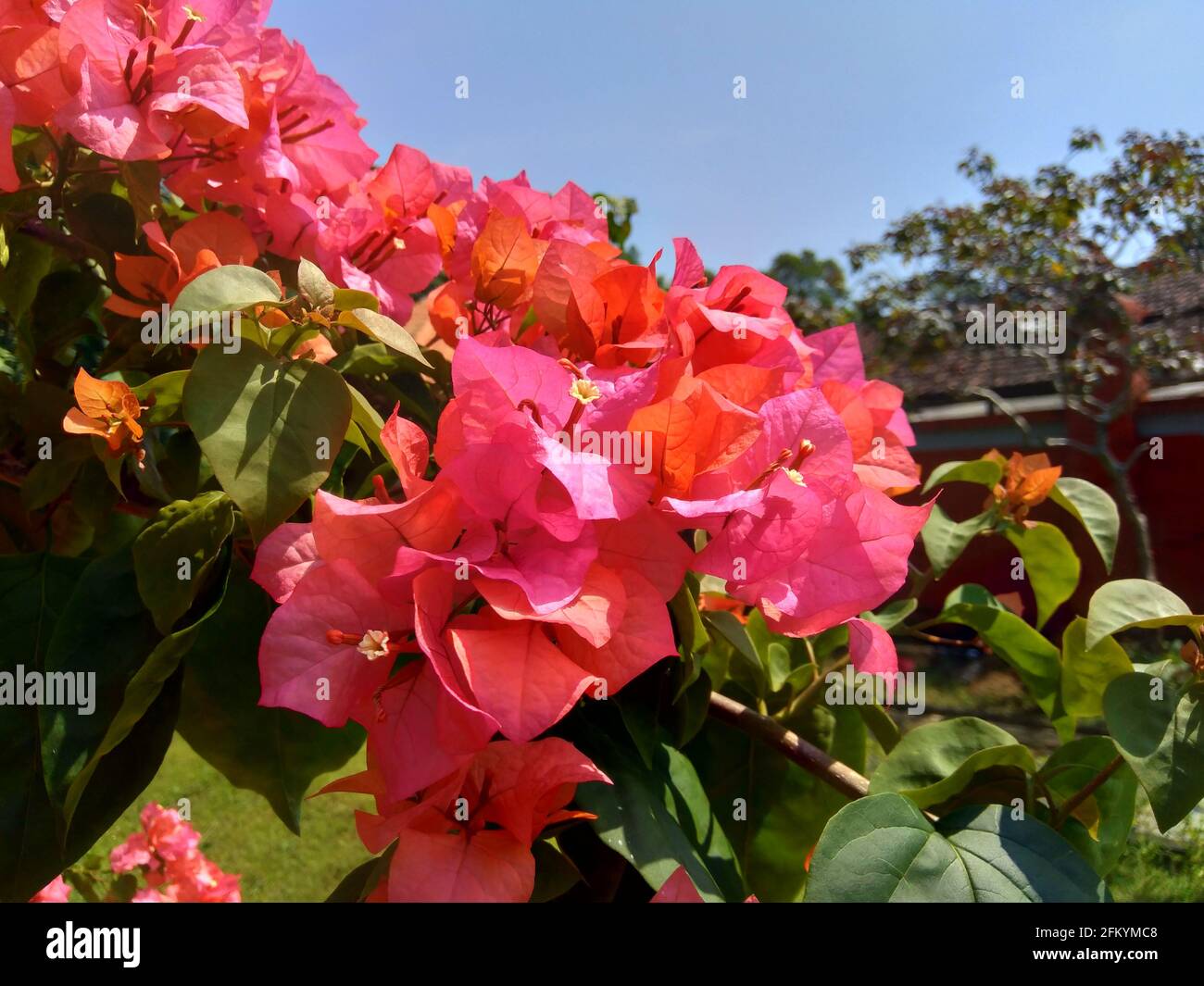 The exotic bougainvillea flower in nature Stock Photo Alamy