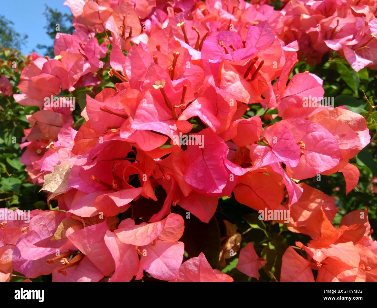 The exotic bougainvillea flower in nature Stock Photo Alamy