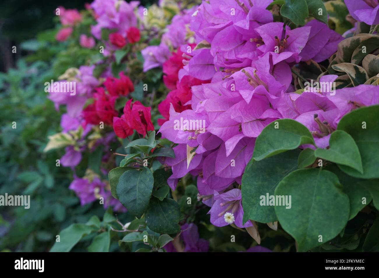 The exotic bougainvillea flower in nature Stock Photo