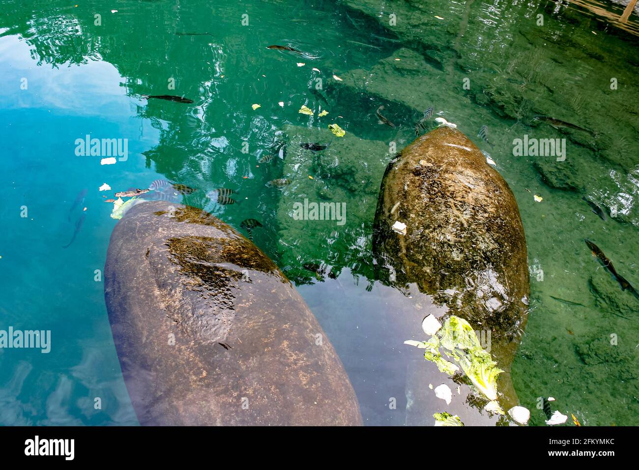 two Caribbean manatee, Trichechus manatus, is a mammal of Trichechidae family. Trichechus manatus species. Crystal River Manatee in National Wildlife Stock Photo