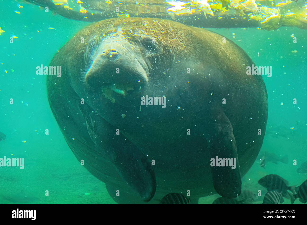 underwater manatee eating in Crystal River National Wildlife Refuge