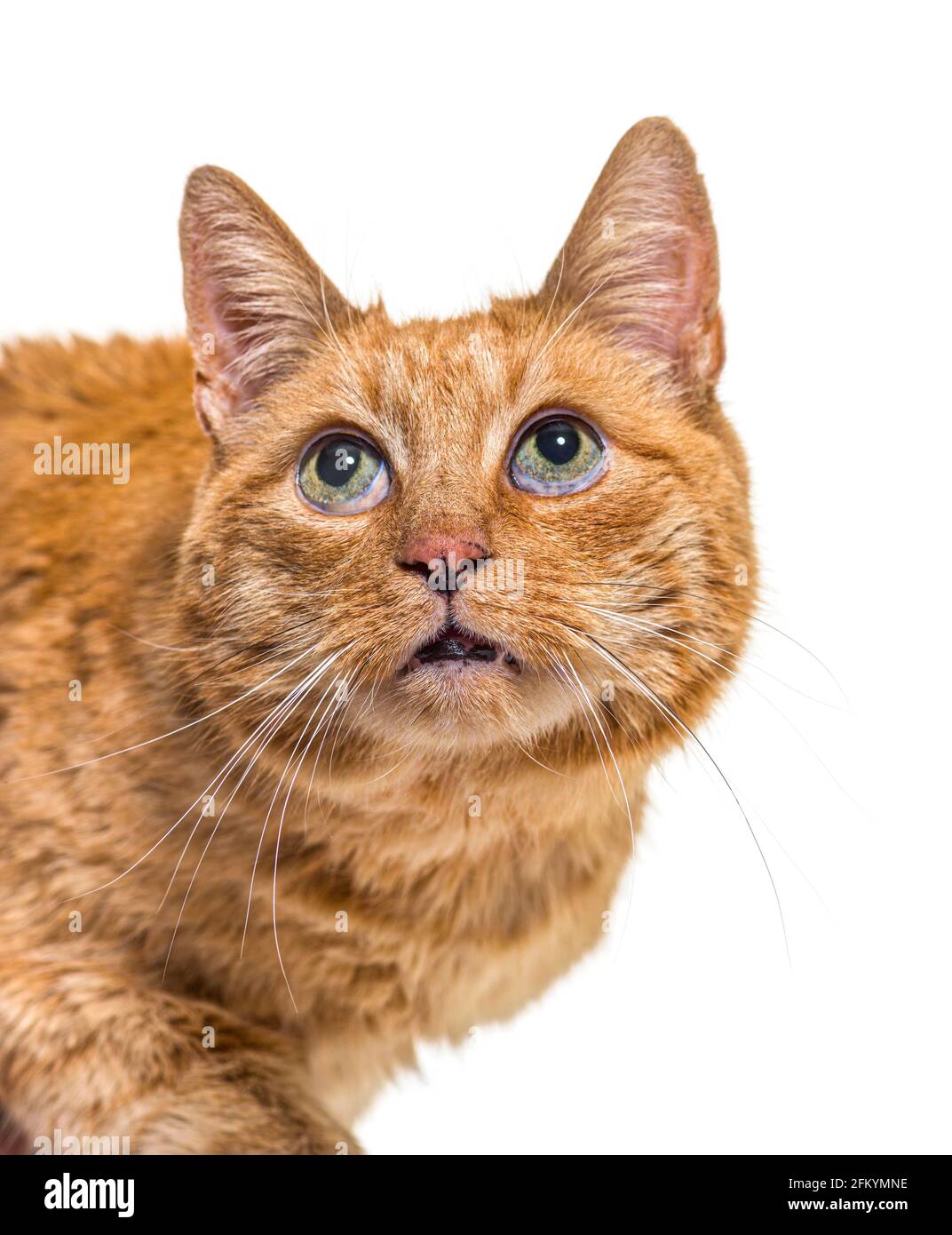 Close-up on a very old ginger cat with lentigo on noise and lips Stock Photo