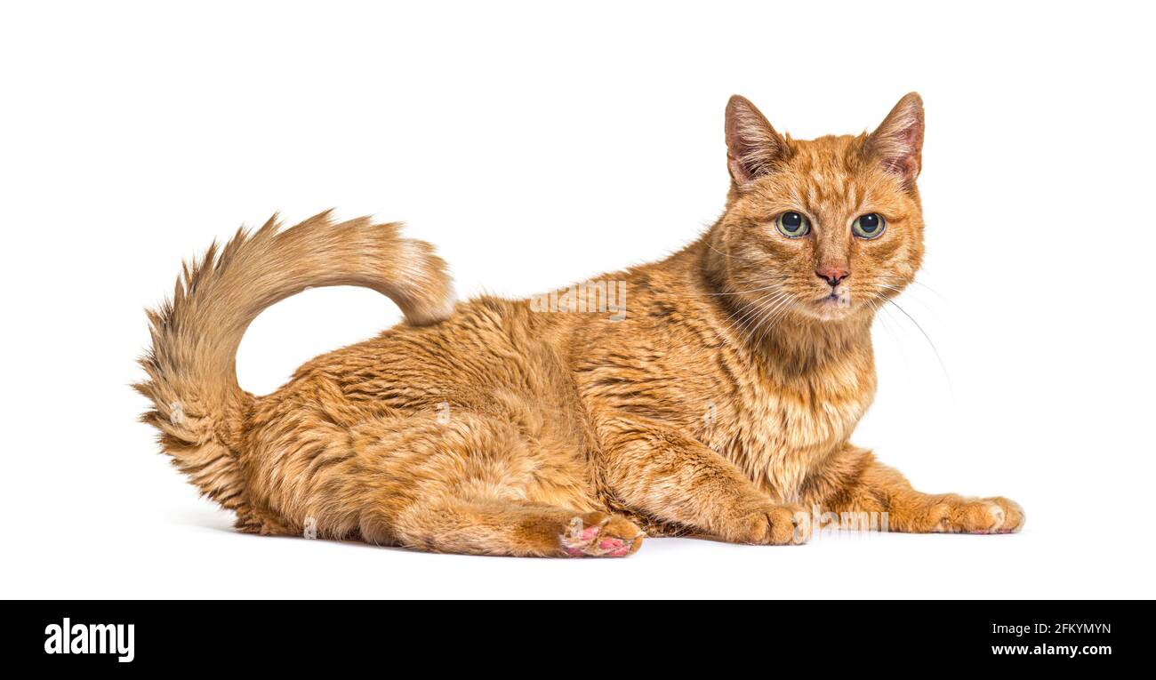 Very old ginger cat with with lentigo on noise and lips Stock Photo