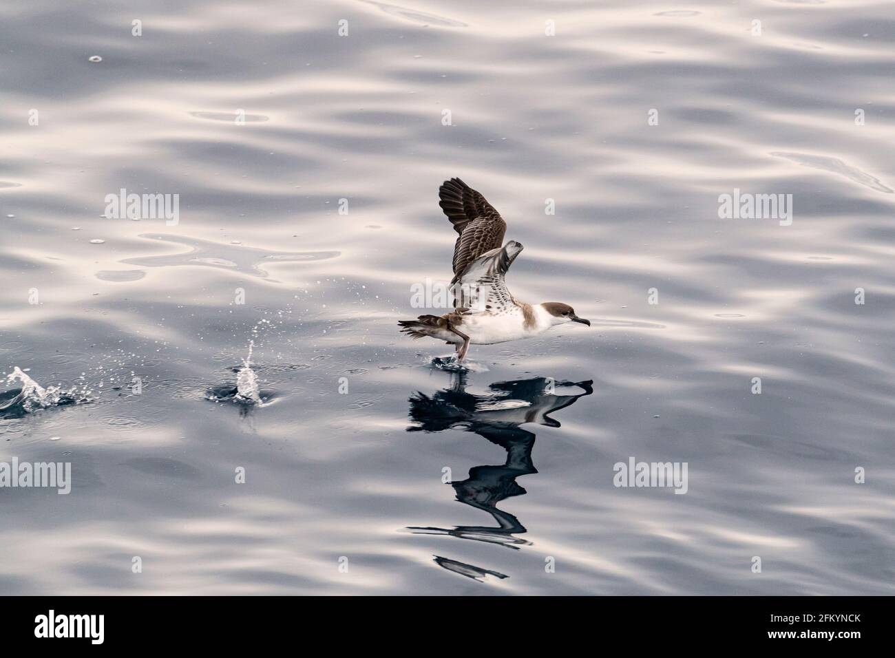 Great shearwater, Ardenna gravis, taking flight from a calm sea along the eastern coast of Greenland. Stock Photo