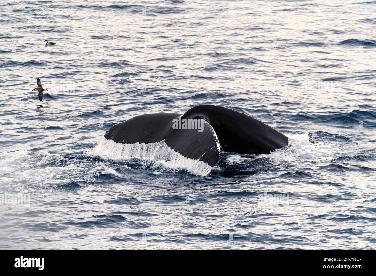Humpback whale, Megaptera novaeangliae, flukes-up diving in Mackenzie Bay, Greenland Sea, Greenland. Stock Photo