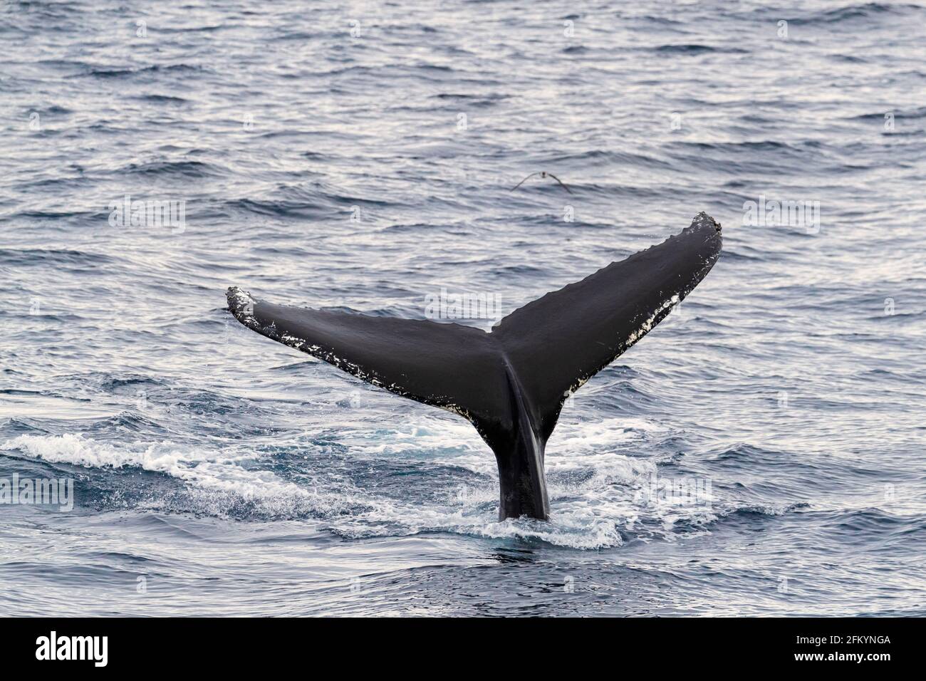 Humpback whale, Megaptera novaeangliae, flukes-up diving in Mackenzie Bay, Greenland Sea, Greenland. Stock Photo