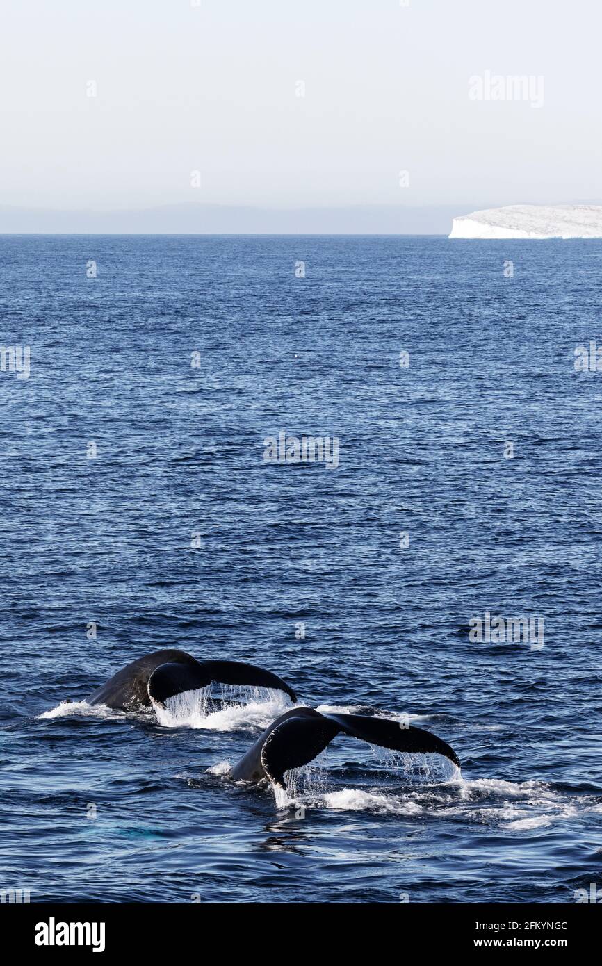 Humpback whales, Megaptera novaeangliae, flukes-up diving in Mackenzie Bay, Greenland Sea, Greenland. Stock Photo