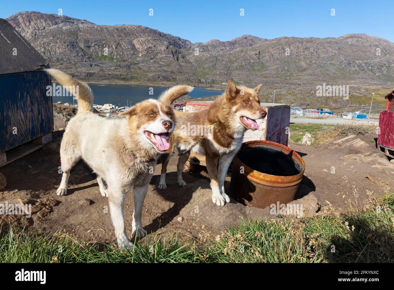 Sled dogs kept outside the city of Sisimiut, Holsteinsborg, on Davis Strait, the second-largest city in Greenland. Stock Photo