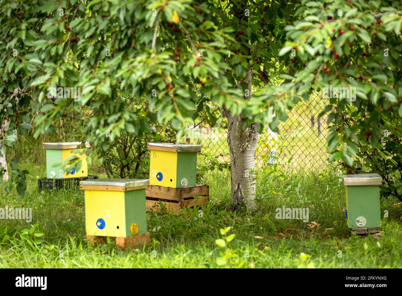nuc hive in garden on green grass. Beekeeping and queenbeebreeding for artificial insemination