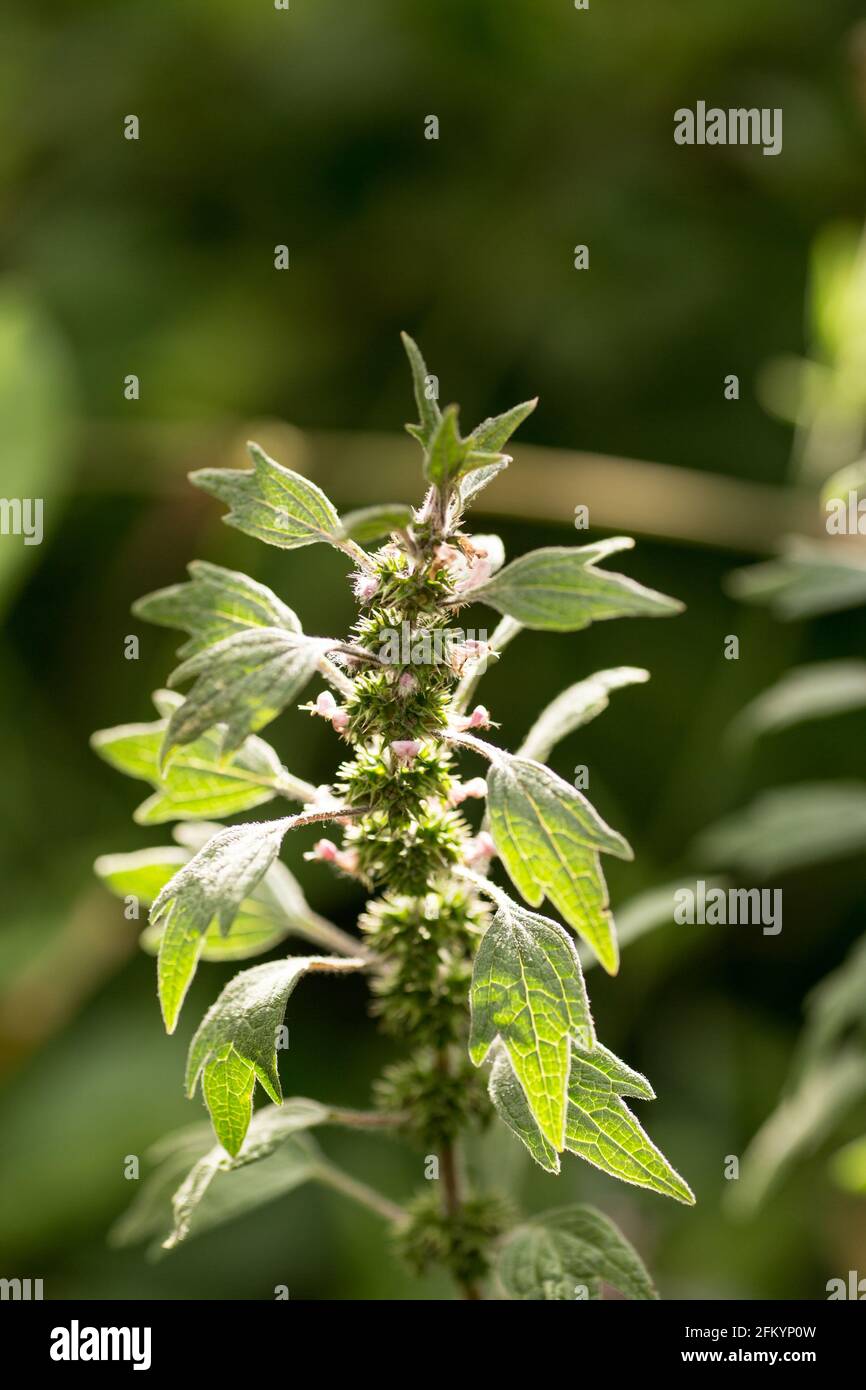 Leonurus cardiaca, motherwort, throw-wort, lion's ear, lion's tail medicinal plant with opposite leaves serrated margins Blooming in summer Stock Photo