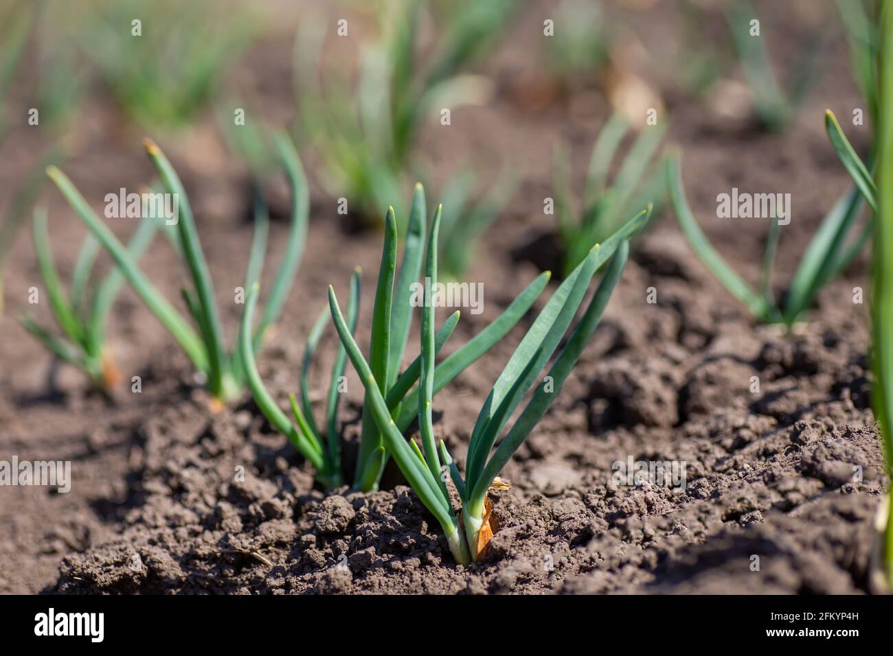 Organically Young onion sprouts in garden with chives in soil. seeded