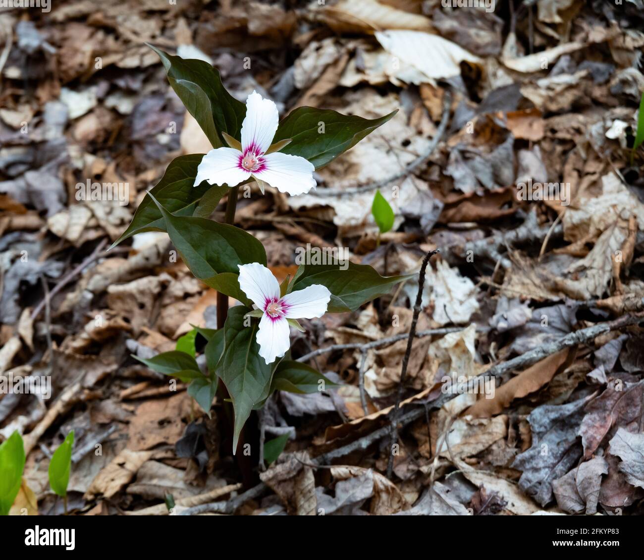 Two painted trillium plants with flowers,Trillium undulatum, growing in the Adirondack Mountains wilderness in early spring. Stock Photo