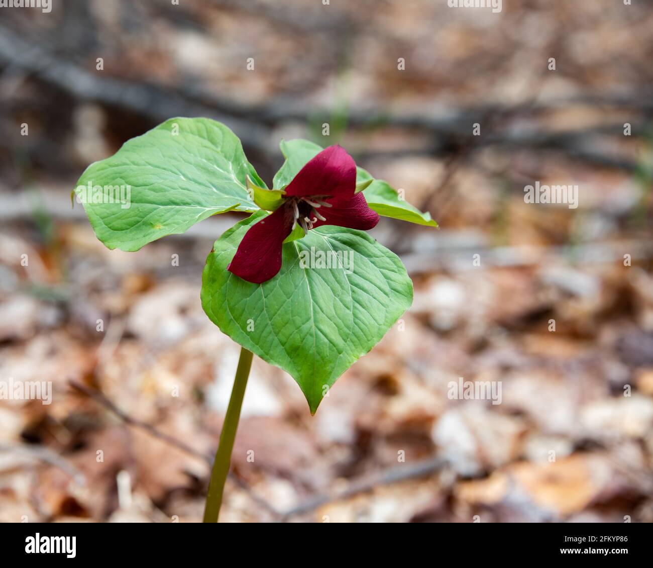 A single red trillium plant with flower, Trillium erectum, growing in the wild Adirondack Mountains, NY USA forest in early spring. Stock Photo