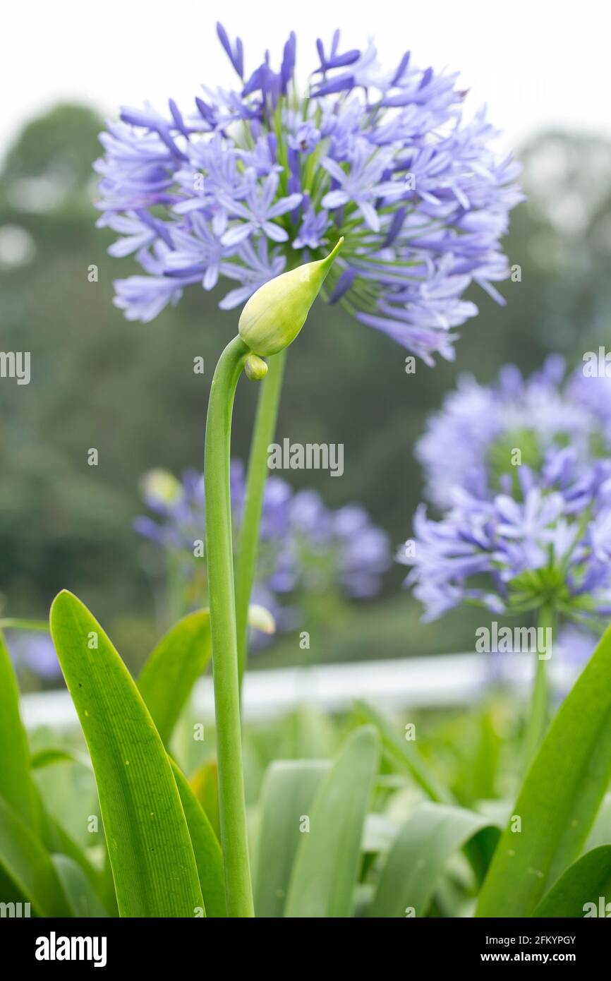 Blue agapanthus flower - (Agapanthus umbellatus) Stock Photo