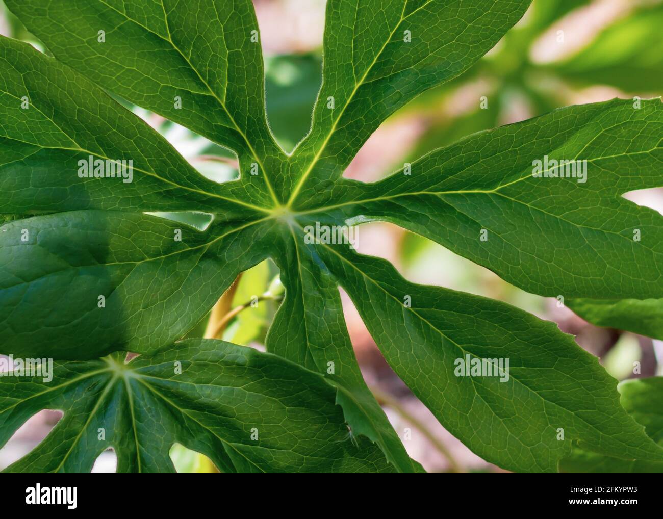 Closeup of Mayapple leaves - Podophyllum peltatum - in the spring in Springwater Forest, Aylmer, Ontario, Canada. Native Carolinian forest species. Stock Photo