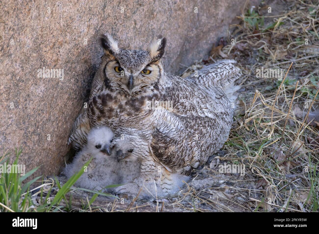 Great Horned Owl (Bubo virginianus), female with her two owlets nesting in an unusual location where you can look down at the nest Stock Photo