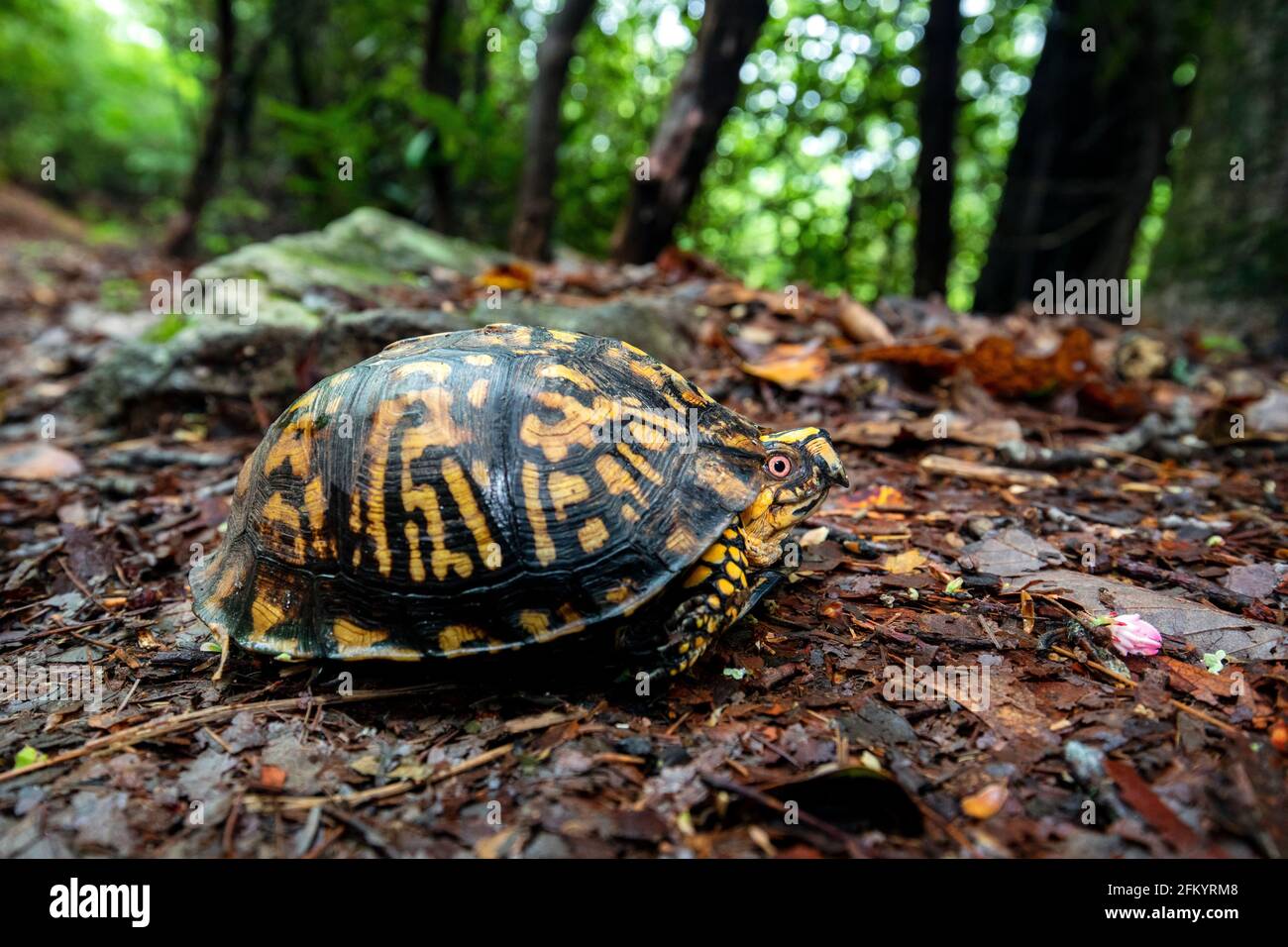 Eastern box turtle (Terrapene carolina carolina) Pisgah National
