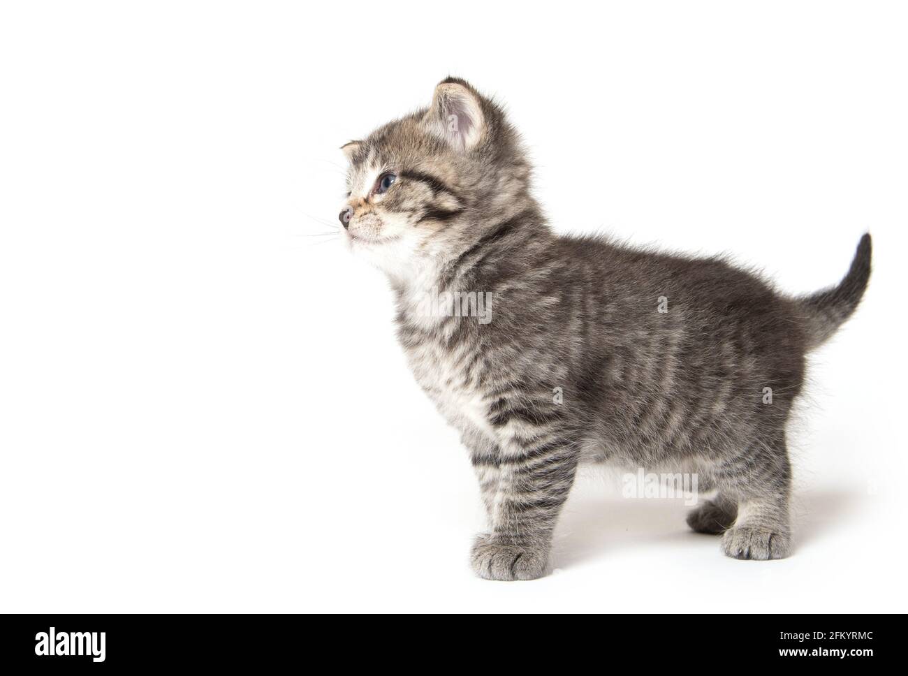 Cute baby tabby kitten isolated on white background Stock Photo - Alamy