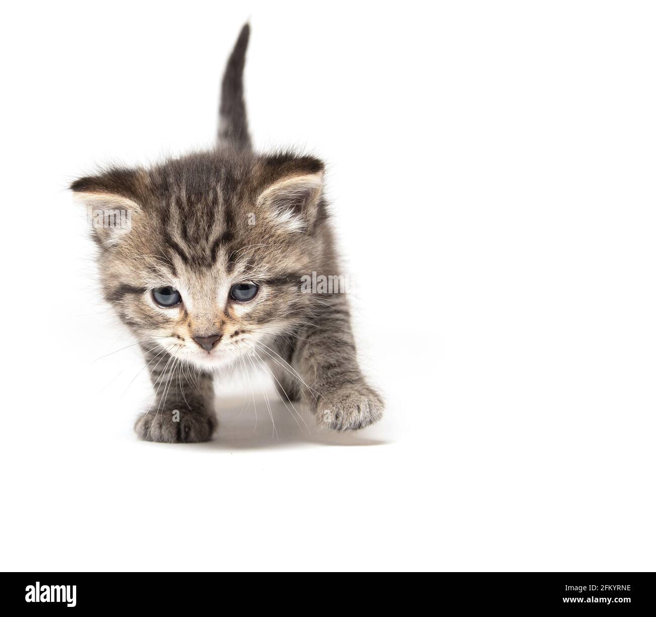 Cute baby tabby kitten isolated on white background Stock Photo - Alamy