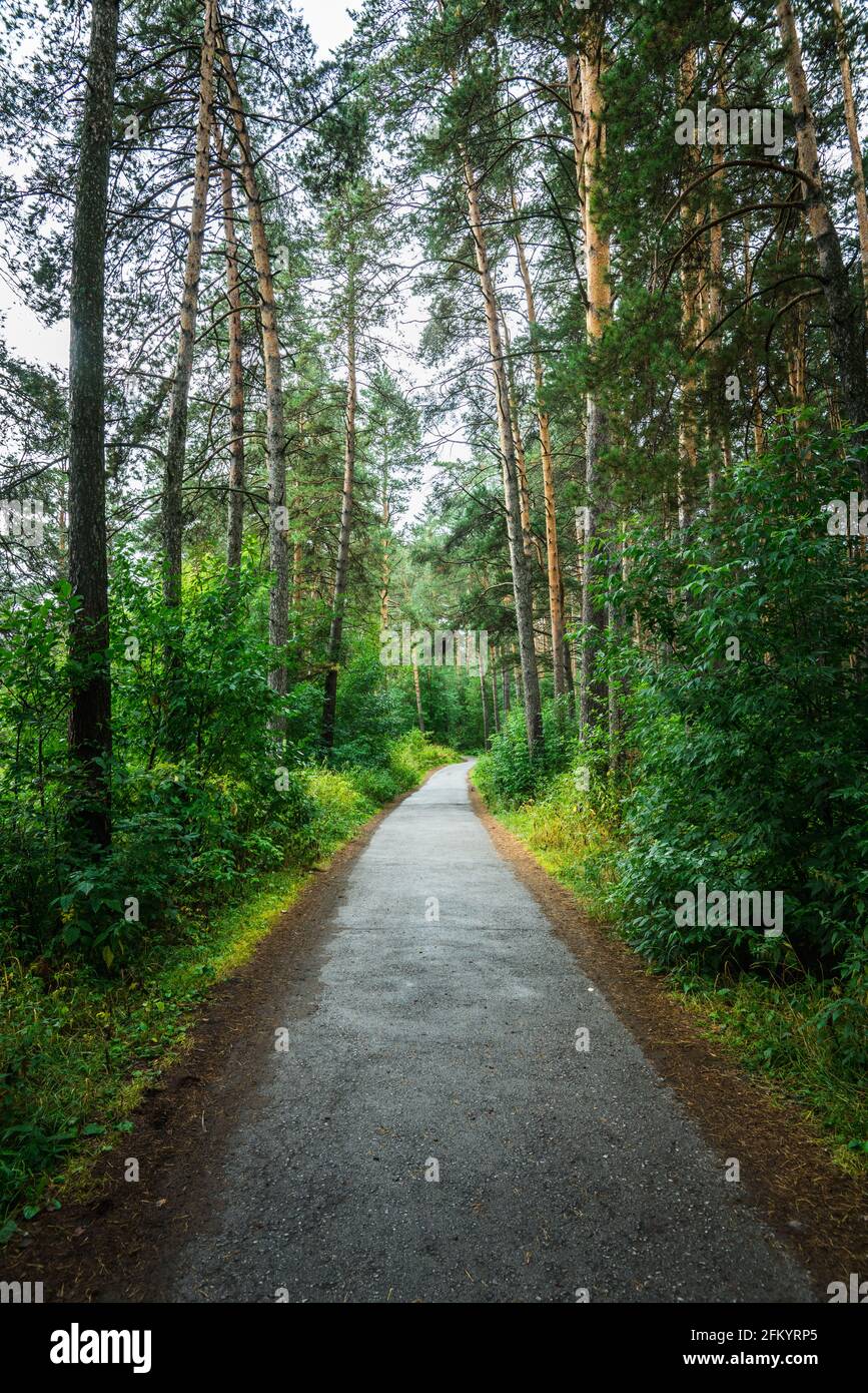 Pathway through beautiful summer forest with different trees Stock ...