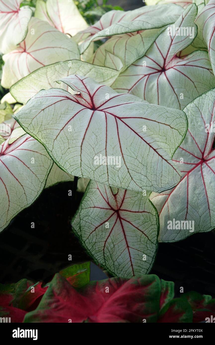 White Queen Caladium Bi-color Foliage Plants Stock Photo
