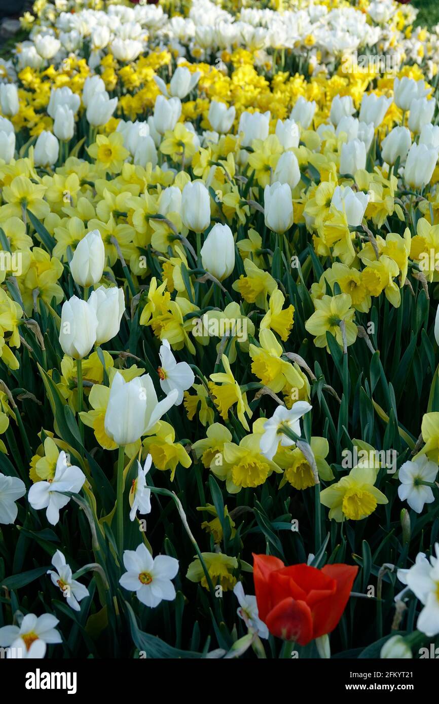 A Variety of Fiery Red Tulips with a Yellow Flame Base among Yellow and White Daffodils in a Botanical Garden Stock Photo