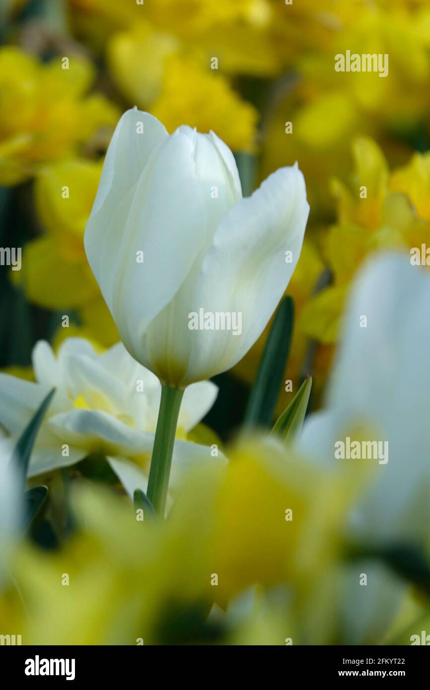 One Pure White Triumph Tulip Standing Out Among Yellow and White Flowers in a Botanical Garden Stock Photo