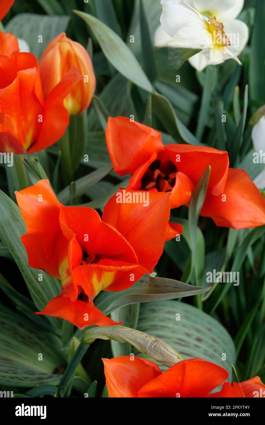 A Variety of Fiery Red Tulips with a Yellow Flame Base among Yellow and White Daffodils in a Botanical Garden Stock Photo