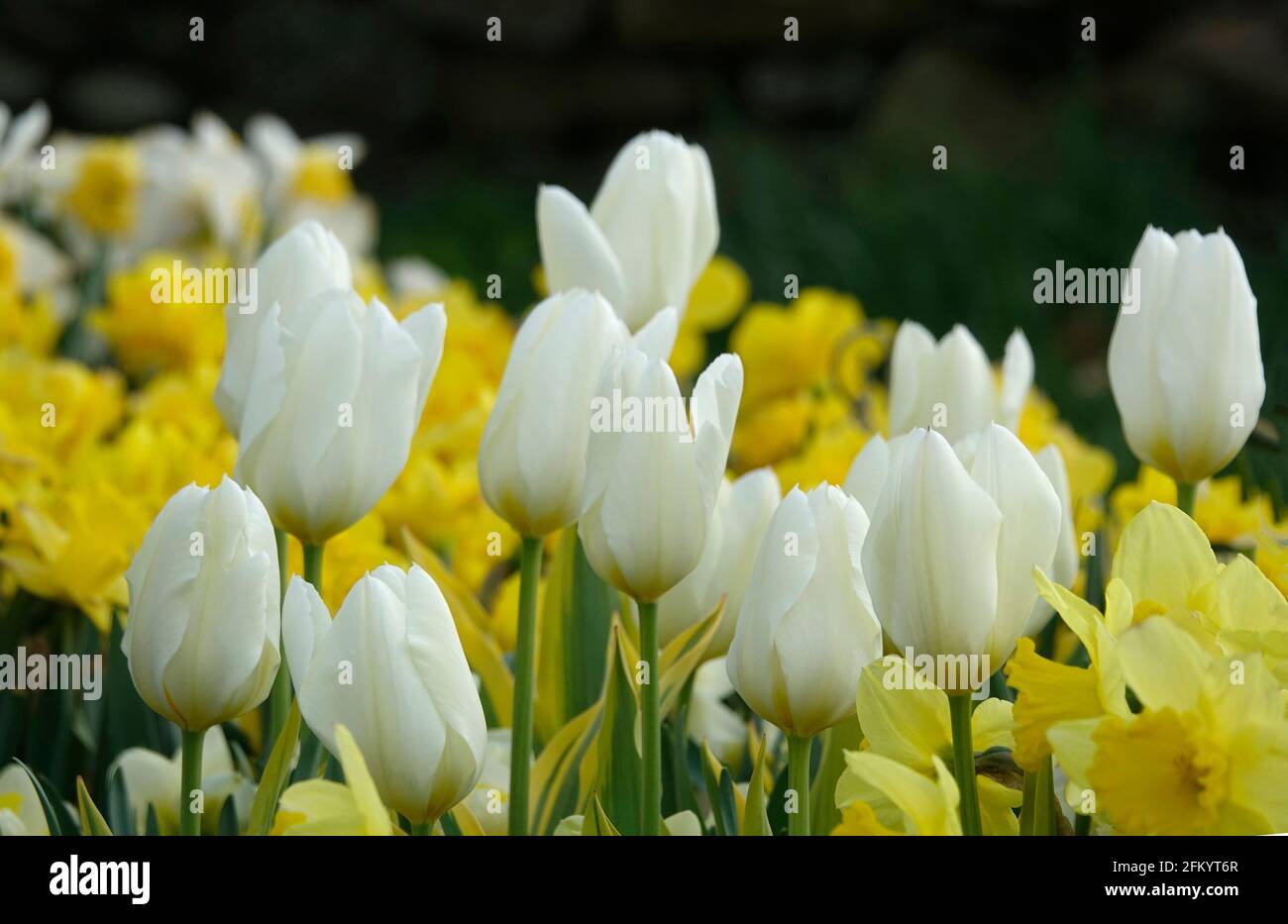 White Triumph Tulips and Yellow Daffodils in a Botanical Garden Stock Photo