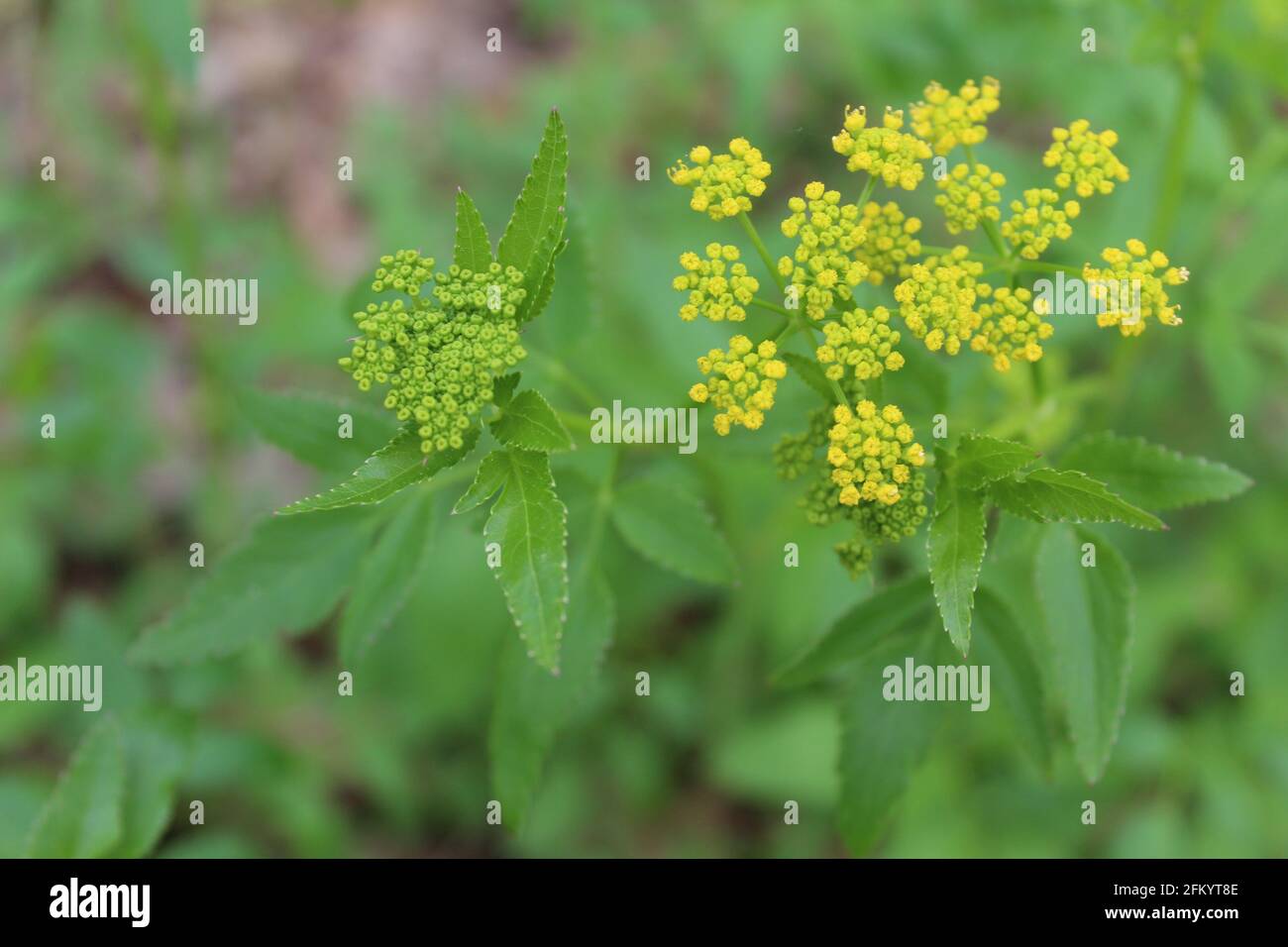Golden Alexanders bloom cluster next to one that is green along the North Branch Trail in Niles, Illinois Stock Photo