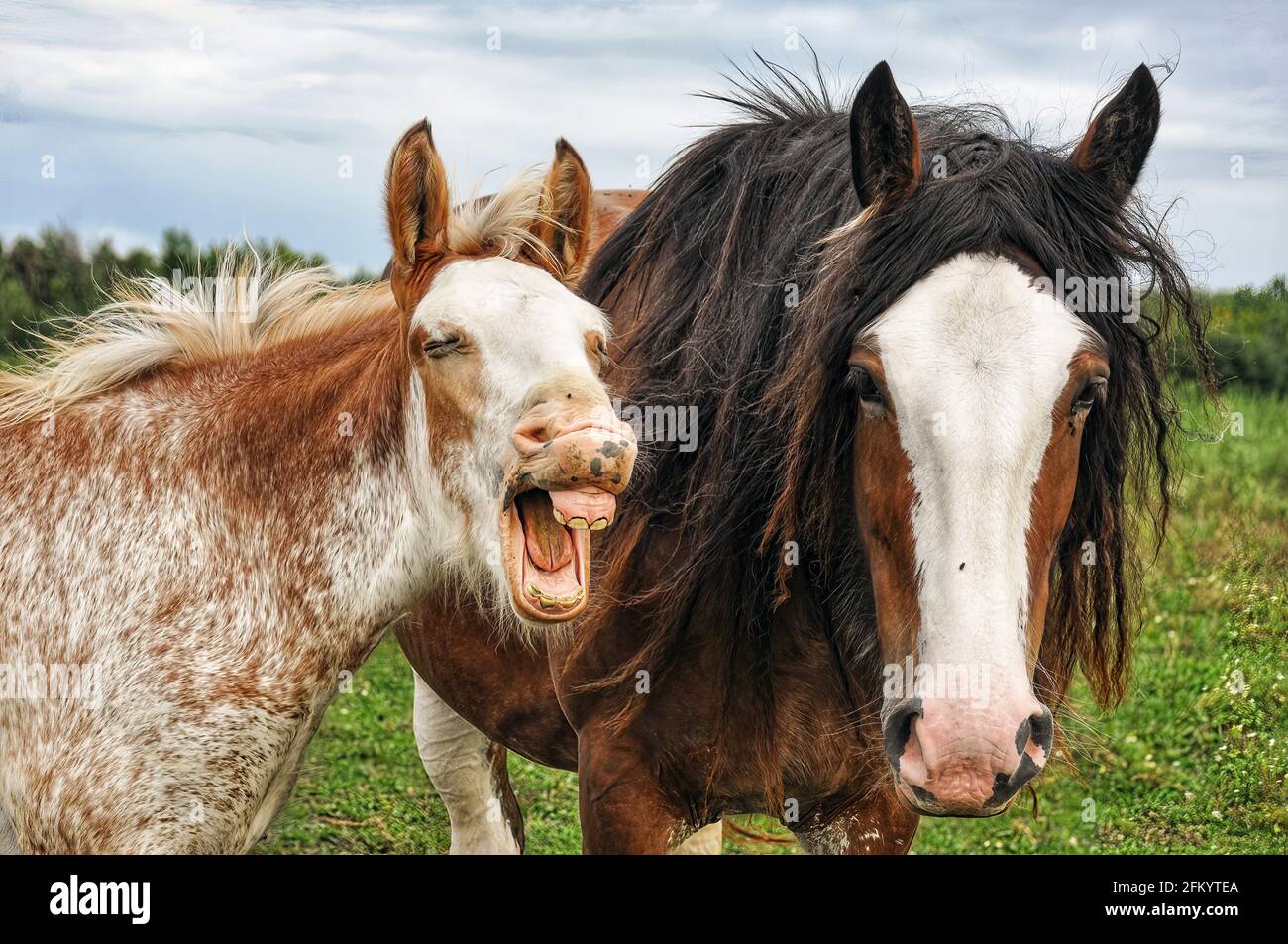 A young horse makes a funny face while its mother looks on Stock Photo