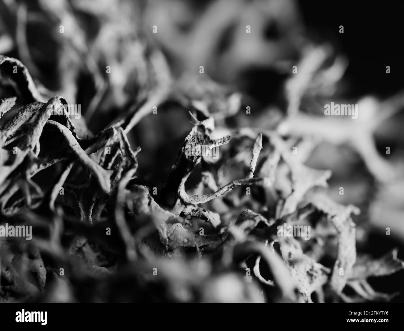 Macro monochrome shot of a tree moss Pseudevernia furfuracea, selective focus Stock Photo