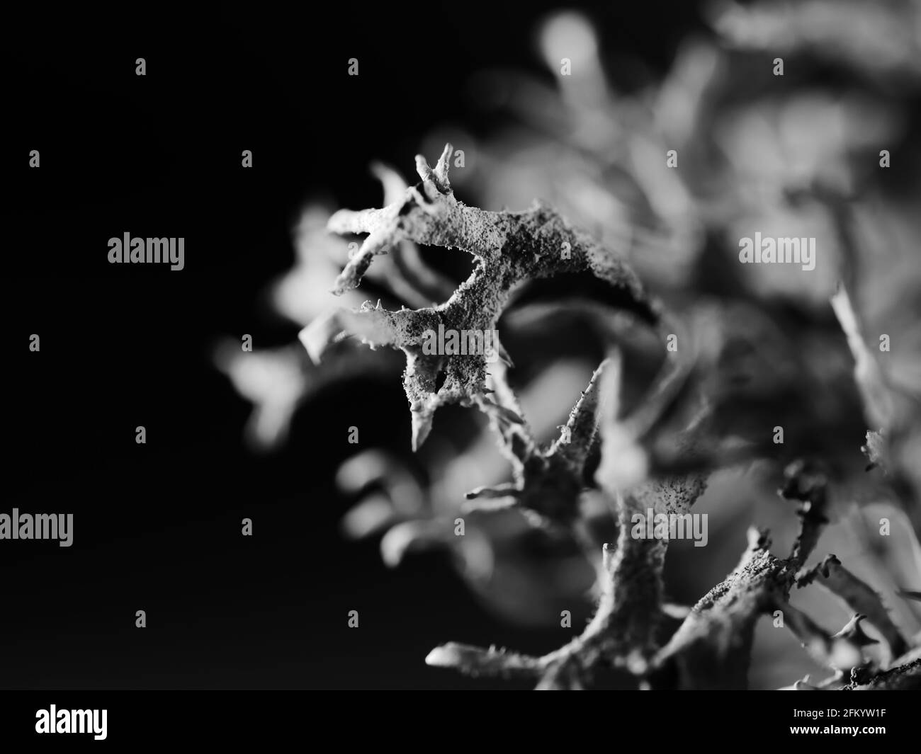 Macro monochrome shot of a tree moss Pseudevernia furfuracea, selective focus Stock Photo