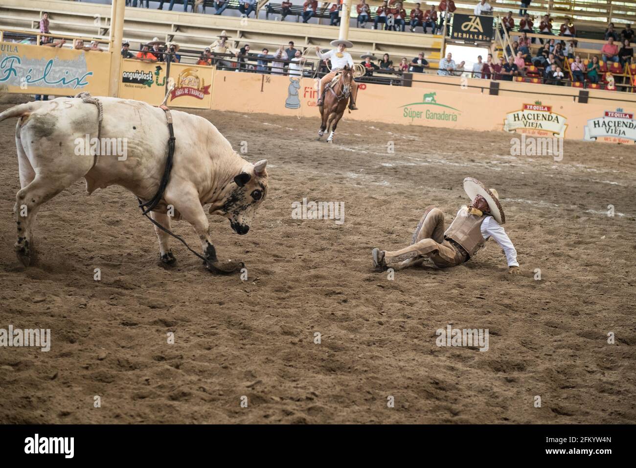 A daring charro holds on tight during the exhilarating bull riding event at the Campeonato Millonario Lienzo de Charro, a traditional Mexican rodeo. Stock Photo