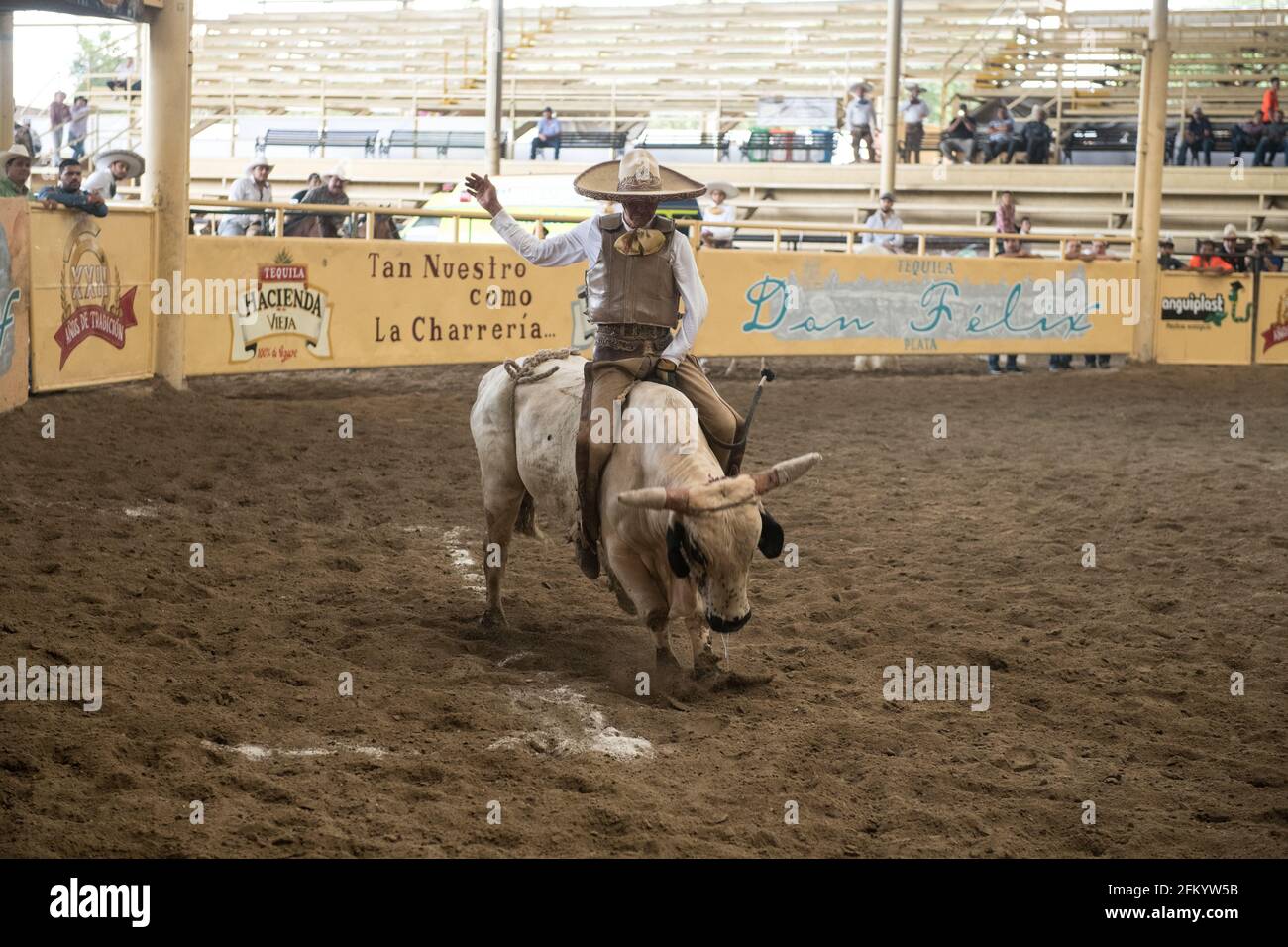 A daring charro holds on tight during the exhilarating bull riding ...