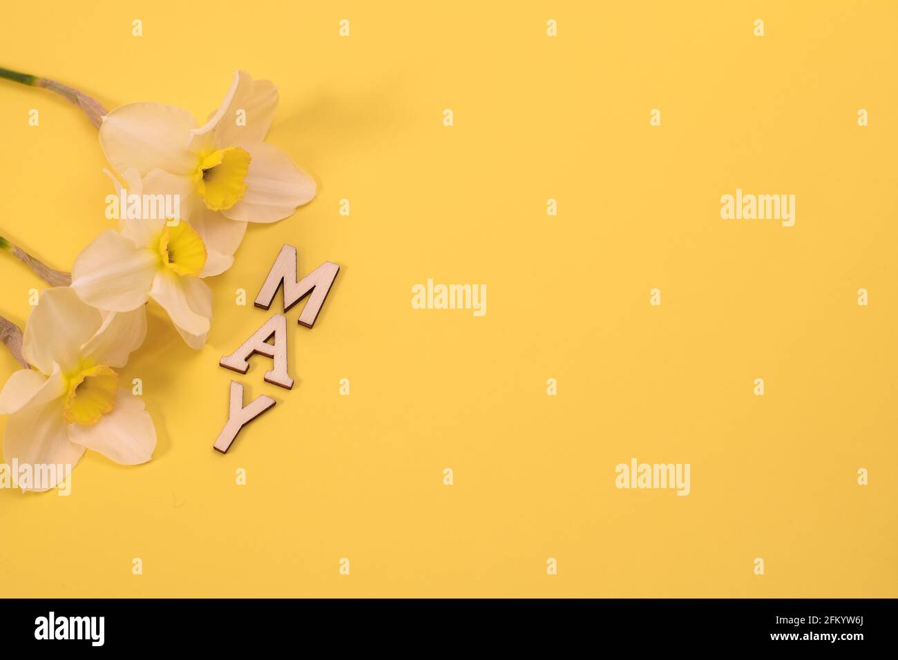 Top view of the month of May in wooden letters and daffodil flowers. Flat lay. mock up Stock Photo