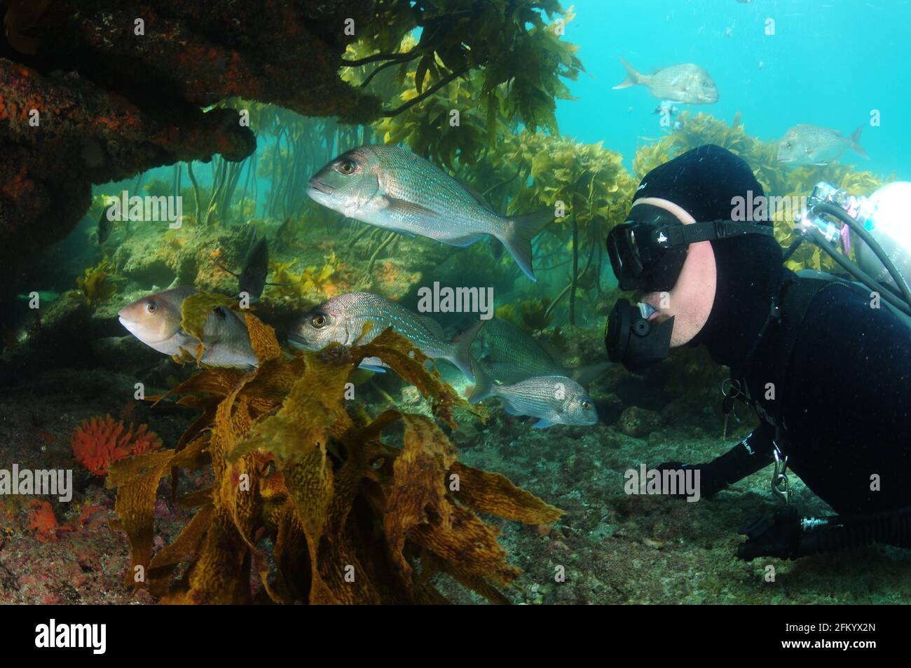 Scuba diver and silver snappers at reef overhang with orange sponges in shade and kelp forest in background. Stock Photo